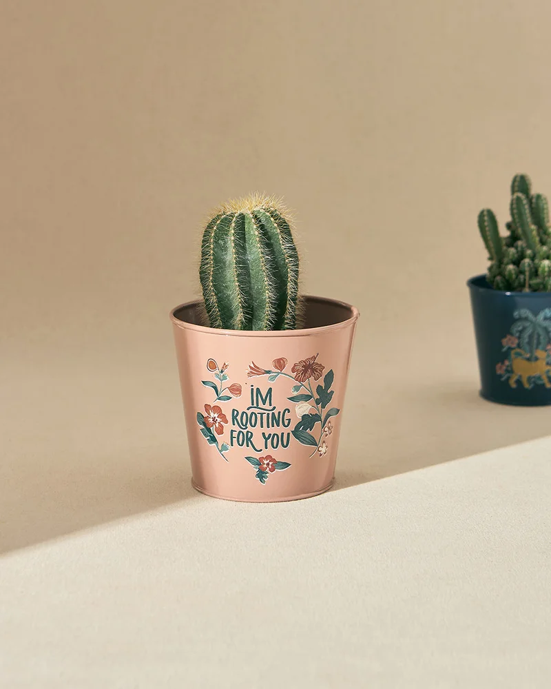 تشامباك زهرة برية أصيص معدني | ضائع في الجنة