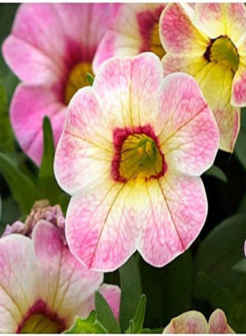 GGOOT ULTREY Seed - 20 Pcs Hanging Petunia Flower Seeds Mixed Colors Flower Perennial Bonsai Petunia Seeds Perennial Hardy Shine Your Garden - Image 2