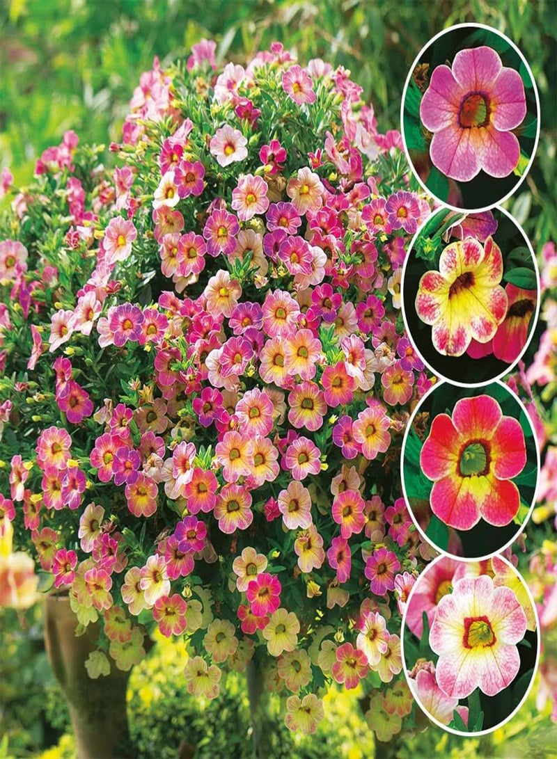 GGOOT ULTREY Seed - 20 Pcs Hanging Petunia Flower Seeds Mixed Colors Flower Perennial Bonsai Petunia Seeds Perennial Hardy Shine Your Garden - Image 1