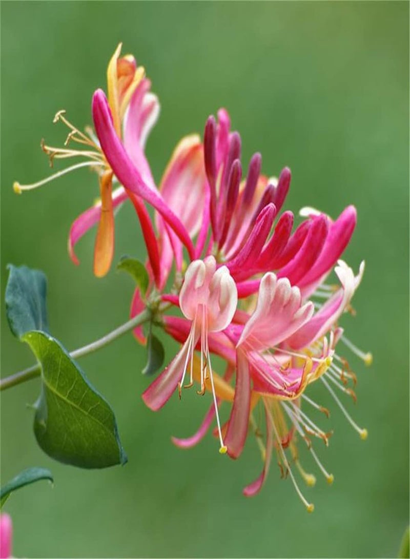 GGOOT Rare Honeysuckle Seeds Simple Elegant Blooming Plants for Borders Surprise Like Jade Flowers Planting Now-200 Seeds - Image 2