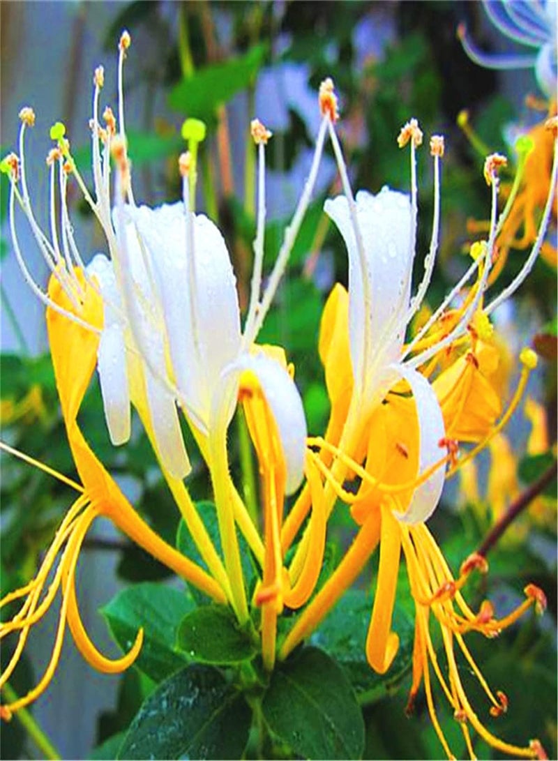 GGOOT Rare Honeysuckle Seeds Simple Elegant Blooming Plants for Borders Surprise Like Jade Flowers Planting Now-200 Seeds - Image 1
