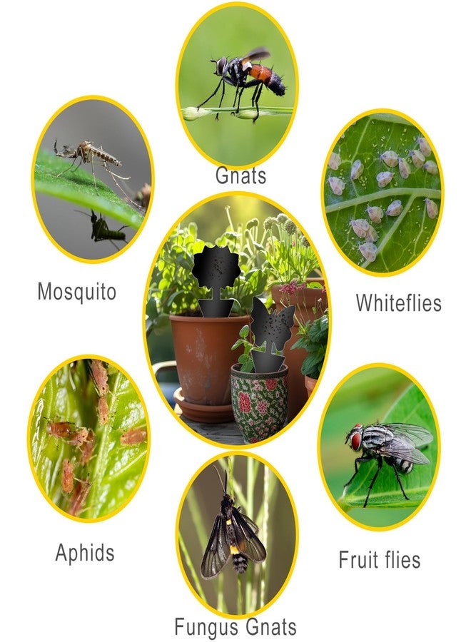 Boromine Fruit Fly Traps, 60 Pack Black Stick Traps, Fungus Gnat Traps, Plant Fly Stickers for Indoor and Outdoor Use Protect The Plant - Image 4