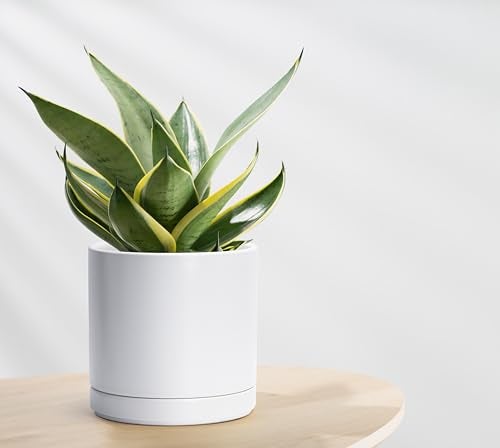 D'vine Dev 8.2 Inch Ceramic Planter Pot with Drainage Hole and Saucer, Indoor Cylinder Round Planter Pot, White, 94-O-D-1 - Image 5