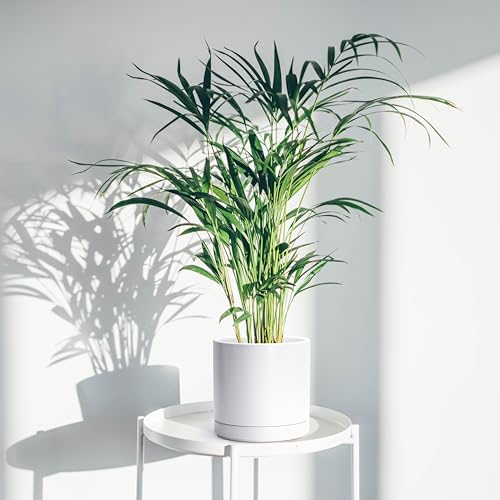 D'vine Dev 8.2 Inch Ceramic Planter Pot with Drainage Hole and Saucer, Indoor Cylinder Round Planter Pot, White, 94-O-D-1 - Image 2