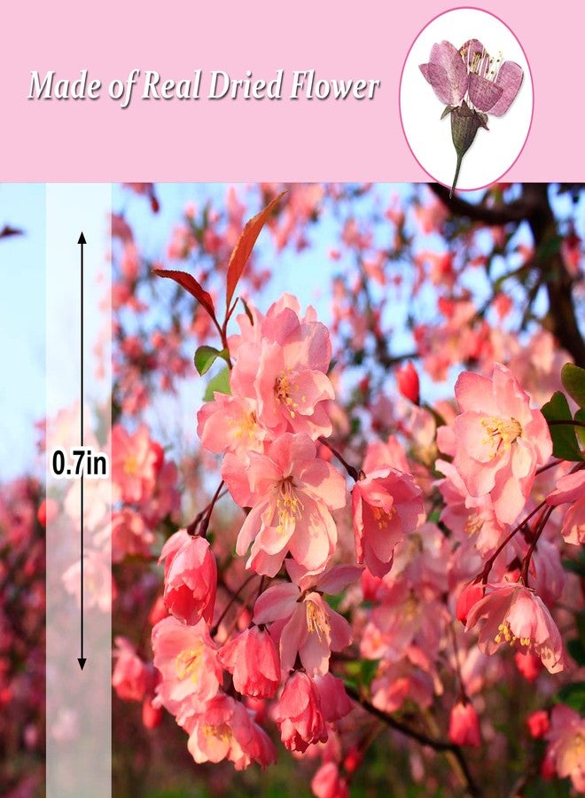 GSZN أزهار الكرز المجففة والمضغوطة، 60 قطعة من الزهور الوردية الطبيعية المجففة لصنع الزينة والشموع من الراتنج، لون طبيعي - Image 2