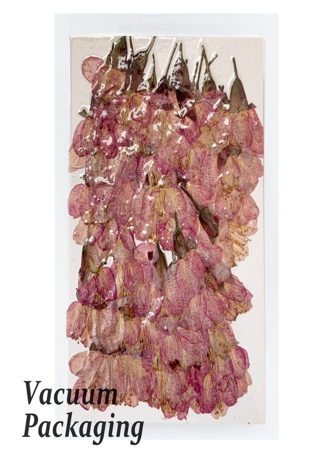 GSZN أزهار الكرز المجففة والمضغوطة، 60 قطعة من الزهور الوردية الطبيعية المجففة لصنع الزينة والشموع من الراتنج، لون طبيعي - Image 3