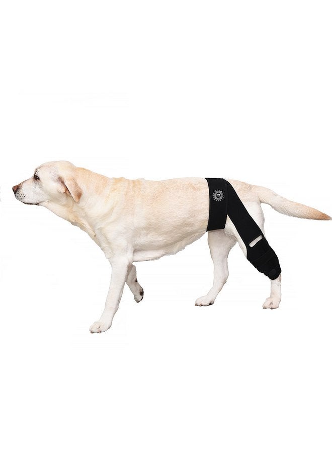 Generic Large Breathable Dog Knee Brace for Torn ACL Legs - Easy to Use, Neoprene Dog Leg Braces for Back Leg - ACL Brace for Dogs, Helps Reduce Pain and Heal Injuries - Image 1