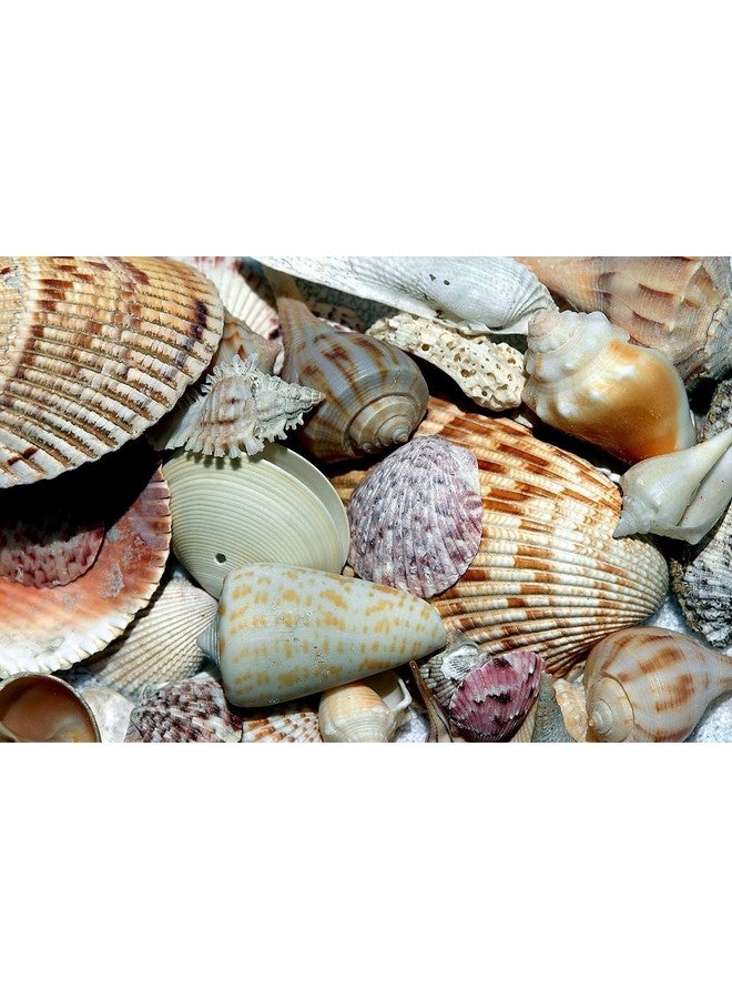 South Beach Crafts Sea Shells For Crafting Mixed Beach Seashells Various Sizes Up To 2" Shells Bag Of Approx (1 Pound 50 Shells)  - Image 4