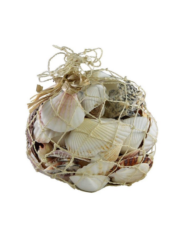 South Beach Crafts Sea Shells For Crafting Mixed Beach Seashells Various Sizes Up To 2" Shells Bag Of Approx (1 Pound 50 Shells)  - Image 3