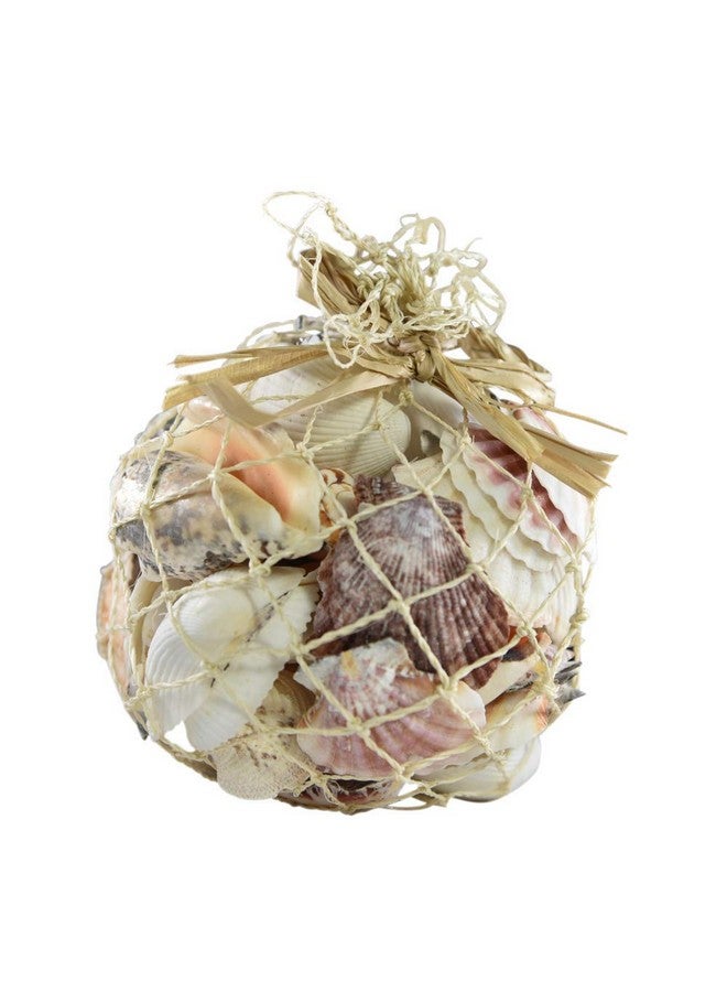 South Beach Crafts Sea Shells For Crafting Mixed Beach Seashells Various Sizes Up To 2" Shells Bag Of Approx (1 Pound 50 Shells)  - Image 2