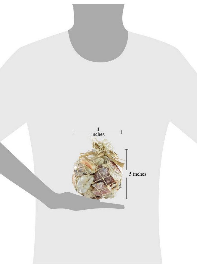 South Beach Crafts Sea Shells For Crafting Mixed Beach Seashells Various Sizes Up To 2" Shells Bag Of Approx (1 Pound 50 Shells)  - Image 5