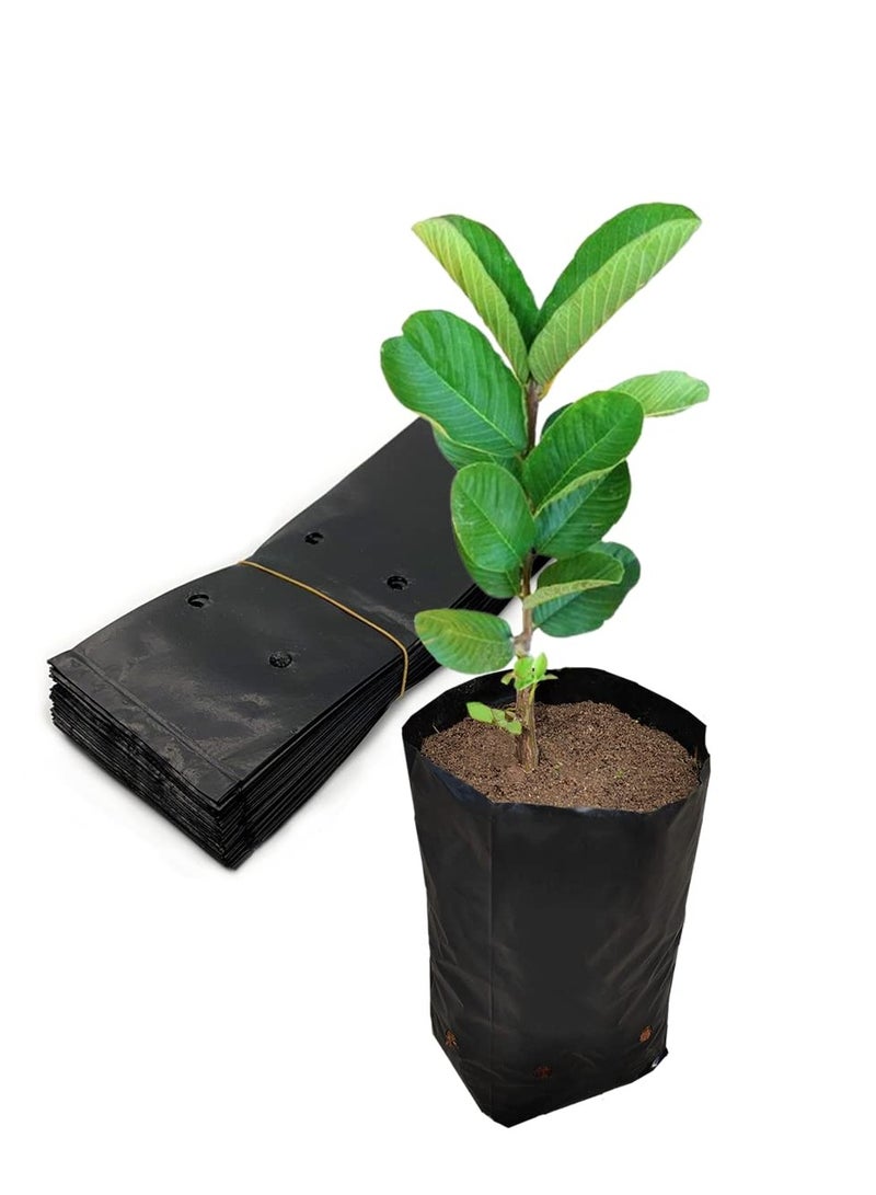 SOLARAE 100 Pcs Plant Nursery Bags, Plastic Seedling Pots Container for Fruit Tree, Flower, Starting saplings, Plant Grow(3.5"x6.6") - Image 1