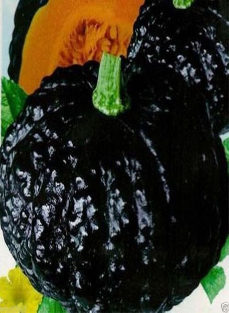 GGOOT 10 Japanese Black Pumpkin - Kabocha Seeds - Open Pollinated, Heirloom ! - Image 1