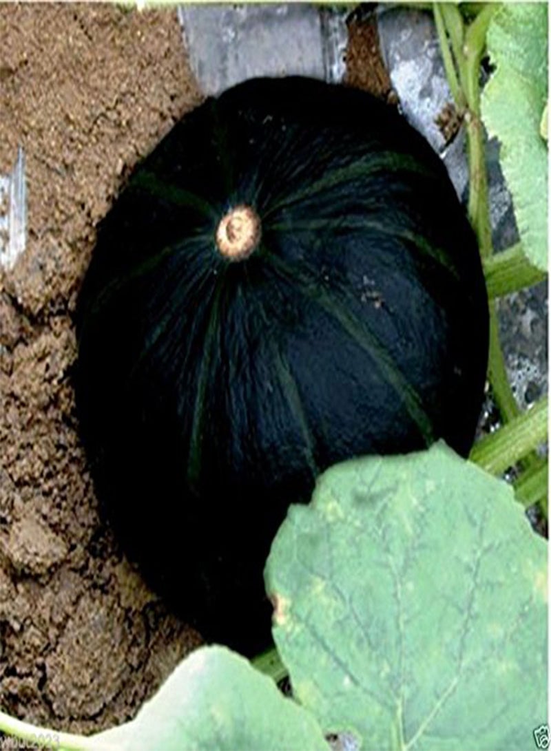 GGOOT 10 Japanese Black Pumpkin - Kabocha Seeds - Open Pollinated, Heirloom ! - Image 2