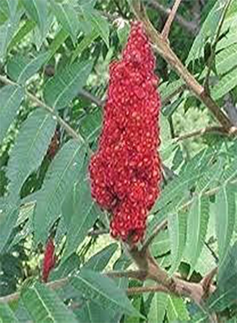 GGOOT seeds 10pcs Carob Tree seeds