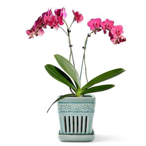 SUADEN Orchid Pots with Holes | 5" Ceramic Orchid Planter with Separate Saucer and Drainage Holes | Crackle Glazed Pottery Small Flower Pot for Repotting Orchids（Blue） - Image 1