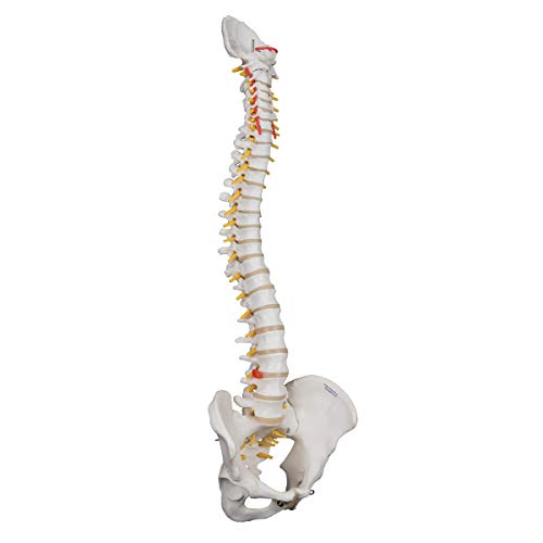 3B Scientific A59/1 Highly Flexible Spine - 3B Smart Anatomy - Image 2