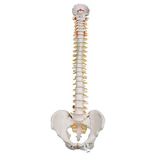 3B Scientific A59/1 Highly Flexible Spine - 3B Smart Anatomy - Image 1