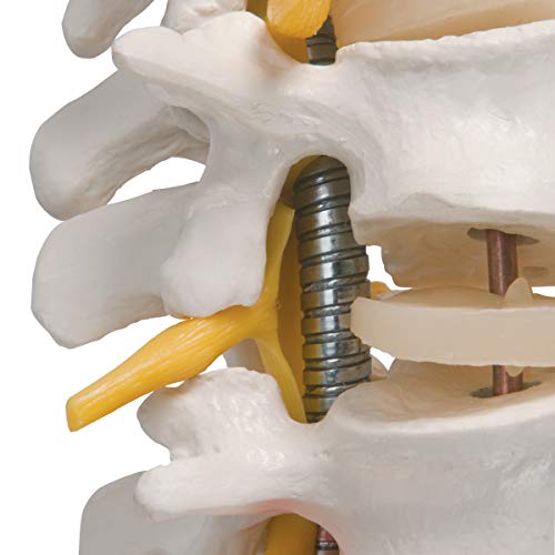 3B Scientific A59/1 Highly Flexible Spine - 3B Smart Anatomy - Image 4