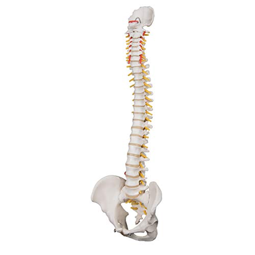 3B Scientific A59/1 Highly Flexible Spine - 3B Smart Anatomy - Image 3