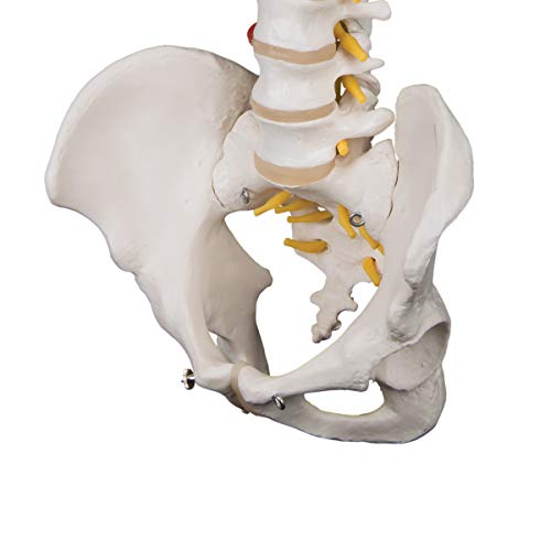 3B Scientific A59/1 Highly Flexible Spine - 3B Smart Anatomy - Image 5