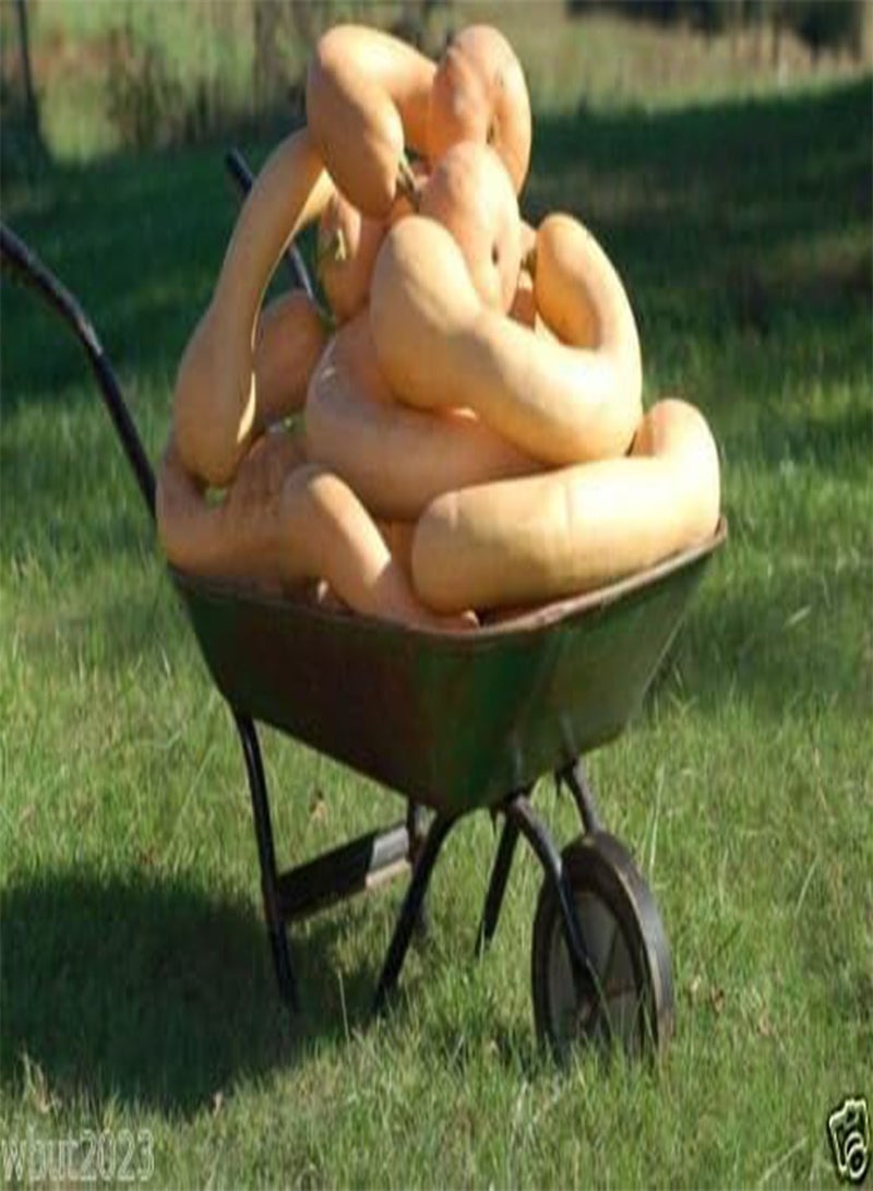 جي جوت بذور القرع العنق (قرع هولندي من نوع كروكنك) - HEIRLOOM - Image 1