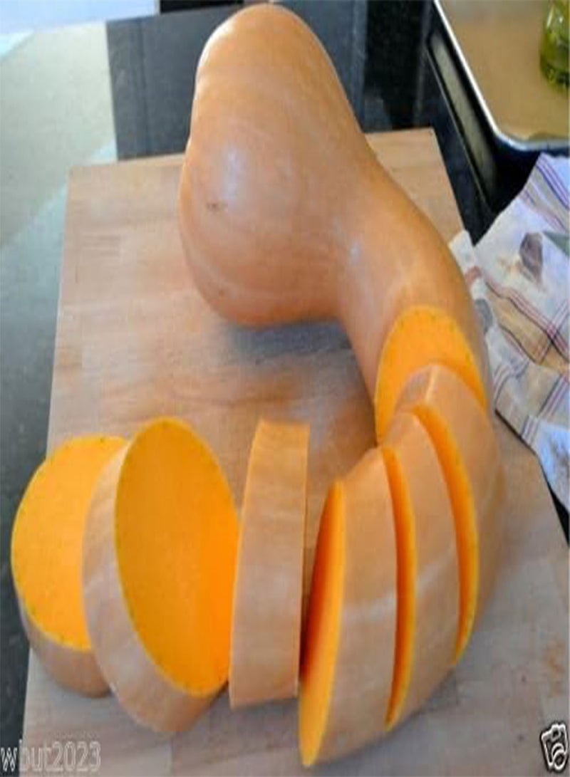 جي جوت بذور القرع العنق (قرع هولندي من نوع كروكنك) - HEIRLOOM - Image 2