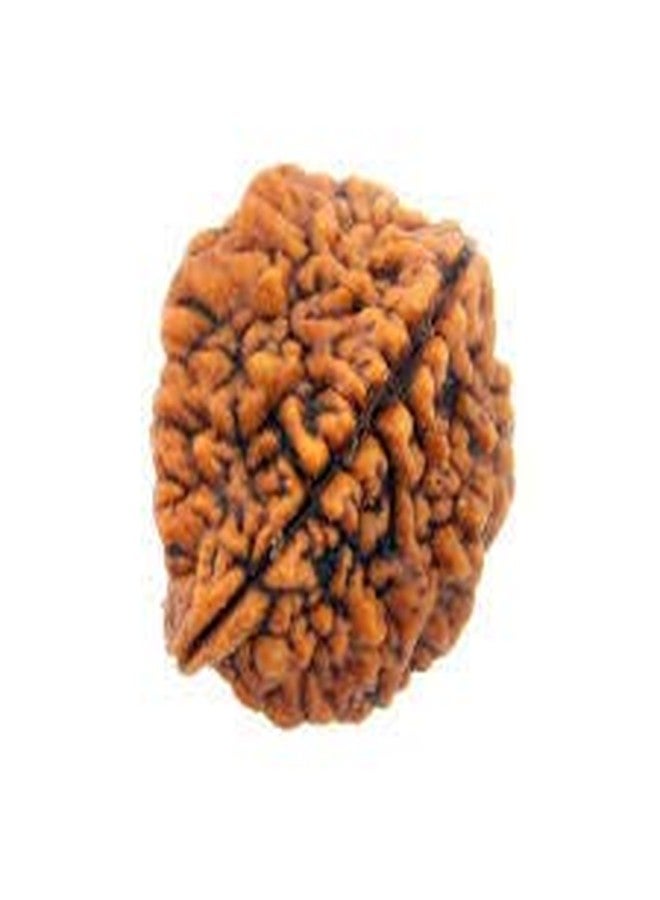 TheGalaxy 2 Mukhi (ذو وجهين) نيبال Rudraksha Lab معتمد من أجل Mantra Jaap - Image 1
