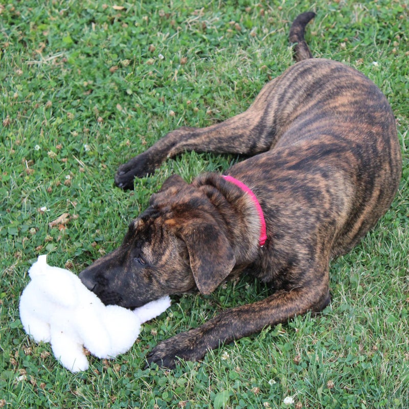 SPOT 6in Vermont Style Fleece Rabbit Dog Toy â€“ Soft Comfort Plushie for Small Dogs & Puppies â€“ Built-in Squeaker â€“ Safe for Light Chewers â€“ No Plastic Parts â€“ Calming & Cuddly Pet Toy - Image 4