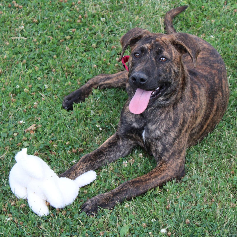 SPOT 6in Vermont Style Fleece Rabbit Dog Toy â€“ Soft Comfort Plushie for Small Dogs & Puppies â€“ Built-in Squeaker â€“ Safe for Light Chewers â€“ No Plastic Parts â€“ Calming & Cuddly Pet Toy - Image 2