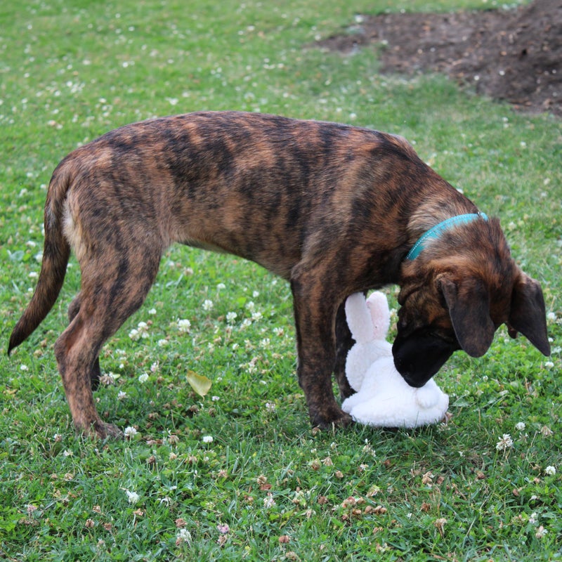 SPOT 6in Vermont Style Fleece Rabbit Dog Toy â€“ Soft Comfort Plushie for Small Dogs & Puppies â€“ Built-in Squeaker â€“ Safe for Light Chewers â€“ No Plastic Parts â€“ Calming & Cuddly Pet Toy - Image 3