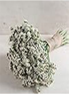 زهرة ستاتيس سيكر وايت 3519 (أبيض) 100 بذرة غير معدلة وراثيًا وملقحة بشكل مفتوح