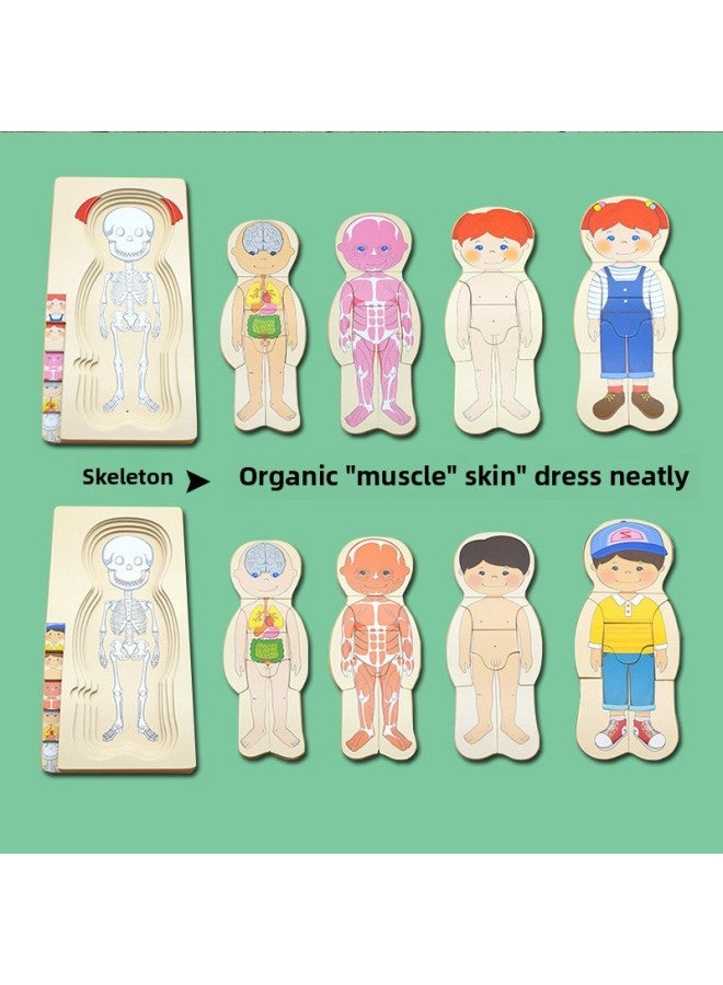 Boys' And Girls' Body Structure Puzzle Young Children's Wooden Toys Human Organ Cognition Early Education Multilayer Puzzle-Color:MT Girl Multilayer Puzzle - Image 3