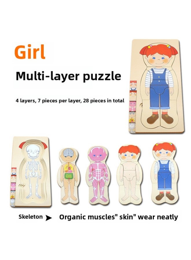 Boys' And Girls' Body Structure Puzzle Young Children's Wooden Toys Human Organ Cognition Early Education Multilayer Puzzle-Color:MT Girl Multilayer Puzzle - Image 1