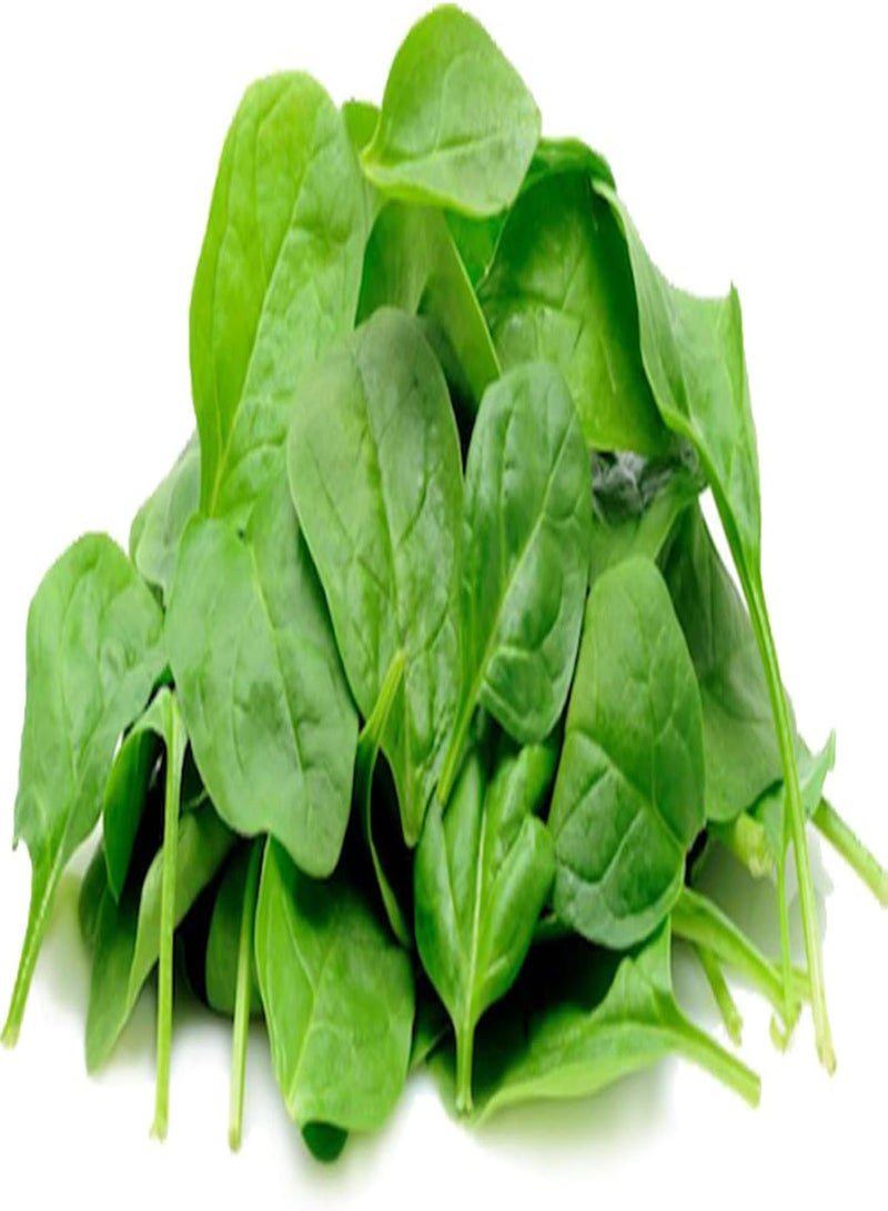 GGOOT seeds 50 Premium British Spinach Seeds Super Green Leafy Winter Vegetable UK Organic - Image 4