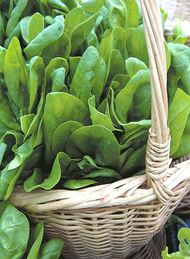 GGOOT seeds 50 Premium British Spinach Seeds Super Green Leafy Winter Vegetable UK Organic - Image 3