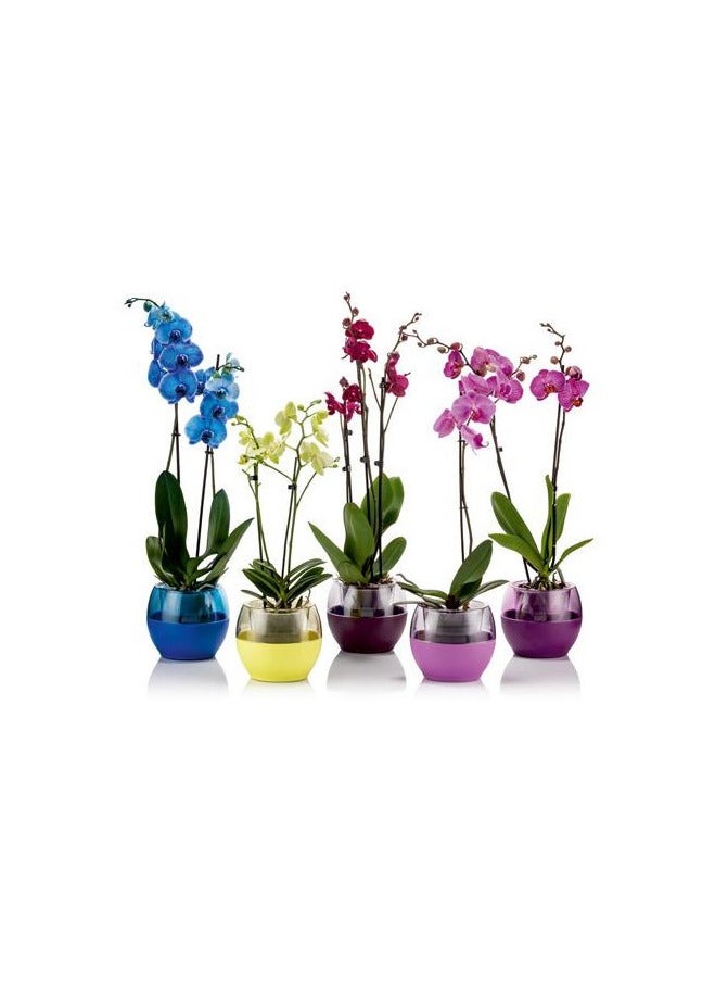 PoliWork Indoor decorative flower pot, 17 cm, Round, Blue color, with 4 holes, Buule Fashion PoliWork.  - Image 4