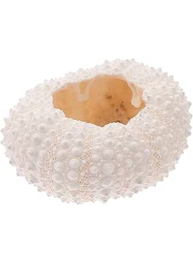 Natural Shell Conch Coral Manicure Photography Prop Nail Art Decorations - Image 1