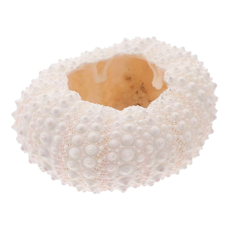 Natural Shell Conch Coral Manicure Photography Prop Nail Art Decorations - Image 2