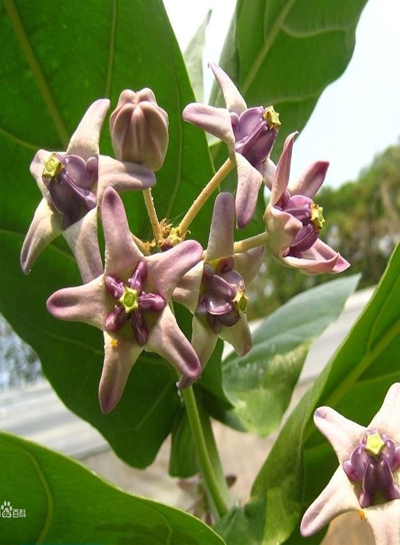جي جوت 10 قطع/حقيبة من بذور Calotropis Gigantea غير المعدلة وراثيًا المزهرة المدمجة عالية الإنبات بذور نبات اللبن العملاق للفناء - Image 3