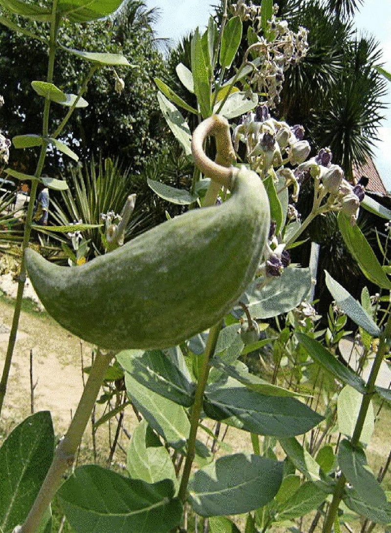 جي جوت 10 قطع/حقيبة من بذور Calotropis Gigantea غير المعدلة وراثيًا المزهرة المدمجة عالية الإنبات بذور نبات اللبن العملاق للفناء - Image 4
