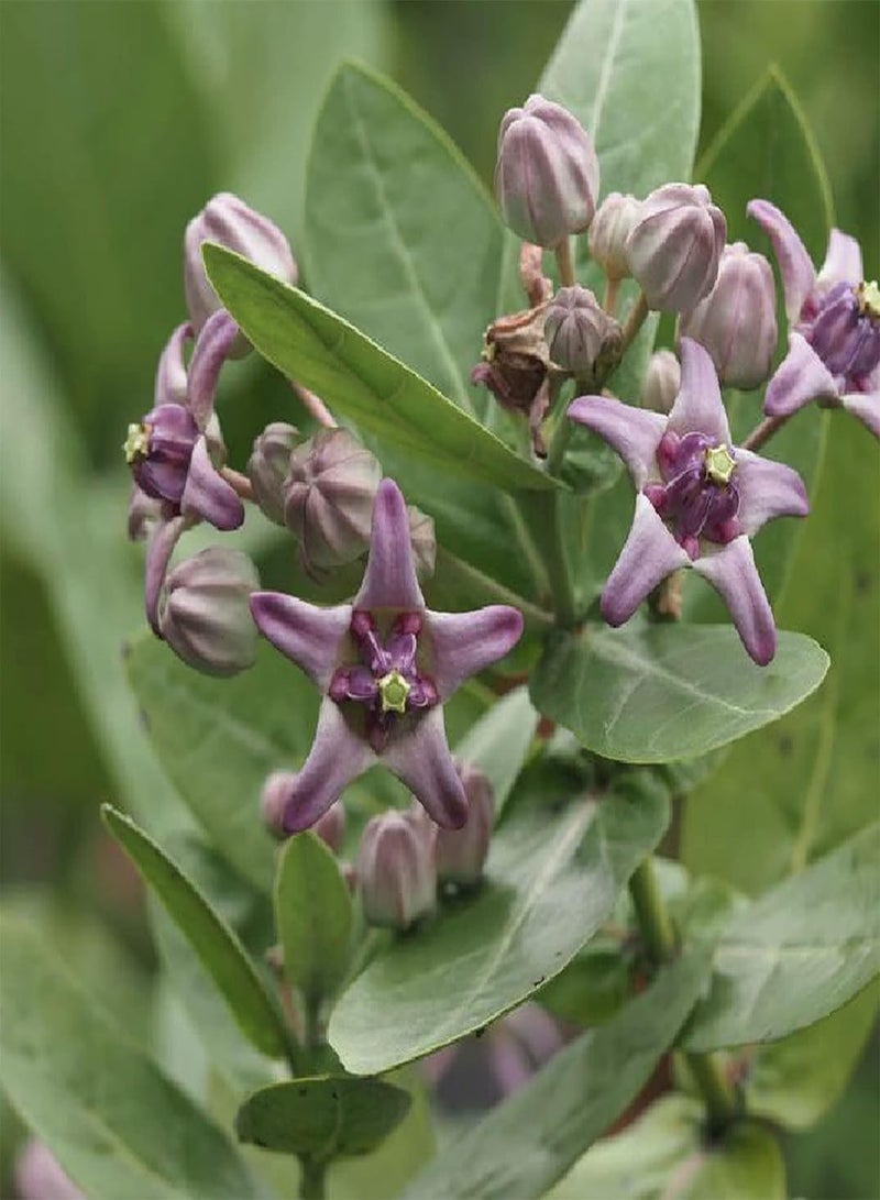 جي جوت 10 قطع/حقيبة من بذور Calotropis Gigantea غير المعدلة وراثيًا المزهرة المدمجة عالية الإنبات بذور نبات اللبن العملاق للفناء - Image 5