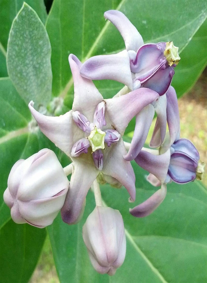جي جوت 10 قطع/حقيبة من بذور Calotropis Gigantea غير المعدلة وراثيًا المزهرة المدمجة عالية الإنبات بذور نبات اللبن العملاق للفناء - Image 1