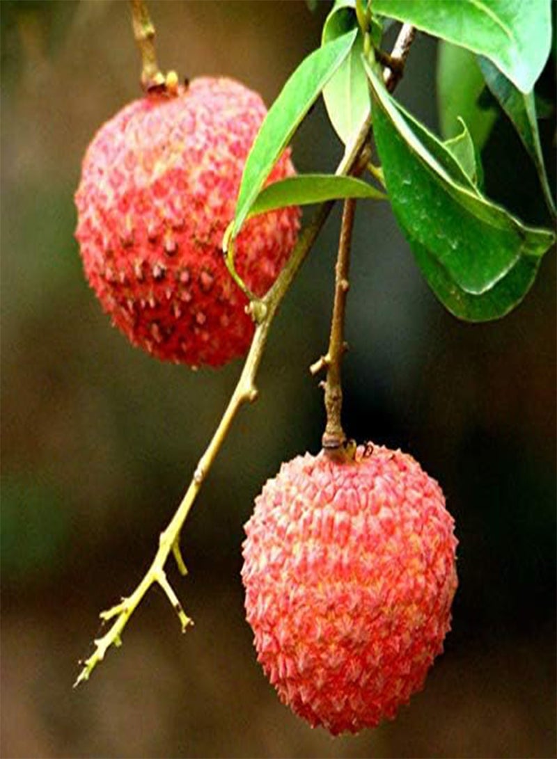 GGOOT 30pcs/Bag Litchi Seeds Seeds Summer Delicious Fruit Litchi Seeds Nutritious and Delicious Fruit Seeds DIY Home Bonsai Tree Seeds - Image 3