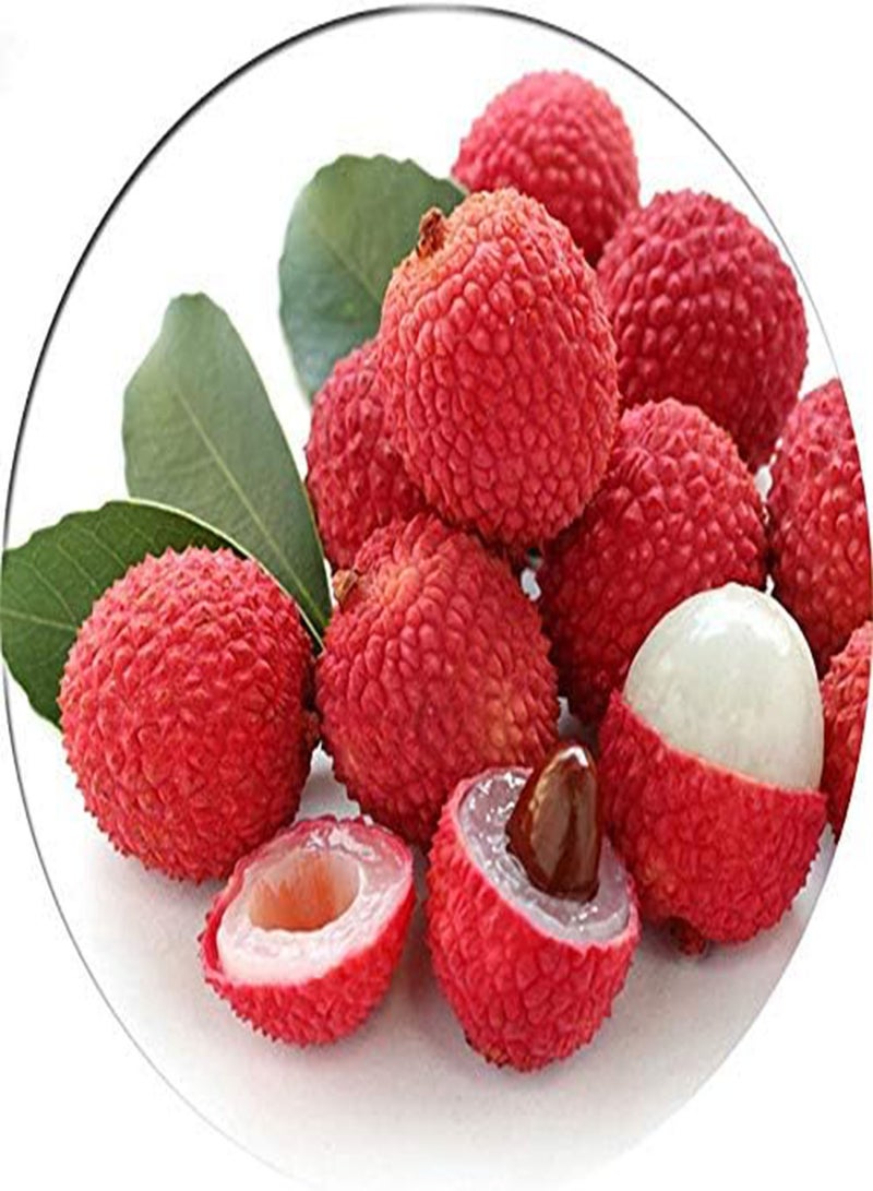 GGOOT 30pcs/Bag Litchi Seeds Seeds Summer Delicious Fruit Litchi Seeds Nutritious and Delicious Fruit Seeds DIY Home Bonsai Tree Seeds - Image 1