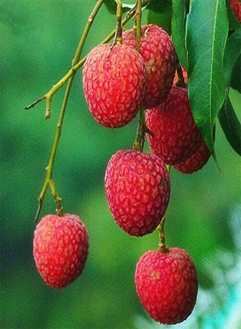 GGOOT 30pcs/Bag Litchi Seeds Seeds Summer Delicious Fruit Litchi Seeds Nutritious and Delicious Fruit Seeds DIY Home Bonsai Tree Seeds - Image 2