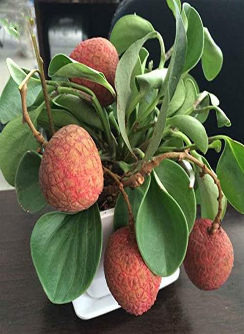 GGOOT 30pcs/Bag Litchi Seeds Seeds Summer Delicious Fruit Litchi Seeds Nutritious and Delicious Fruit Seeds DIY Home Bonsai Tree Seeds - Image 5