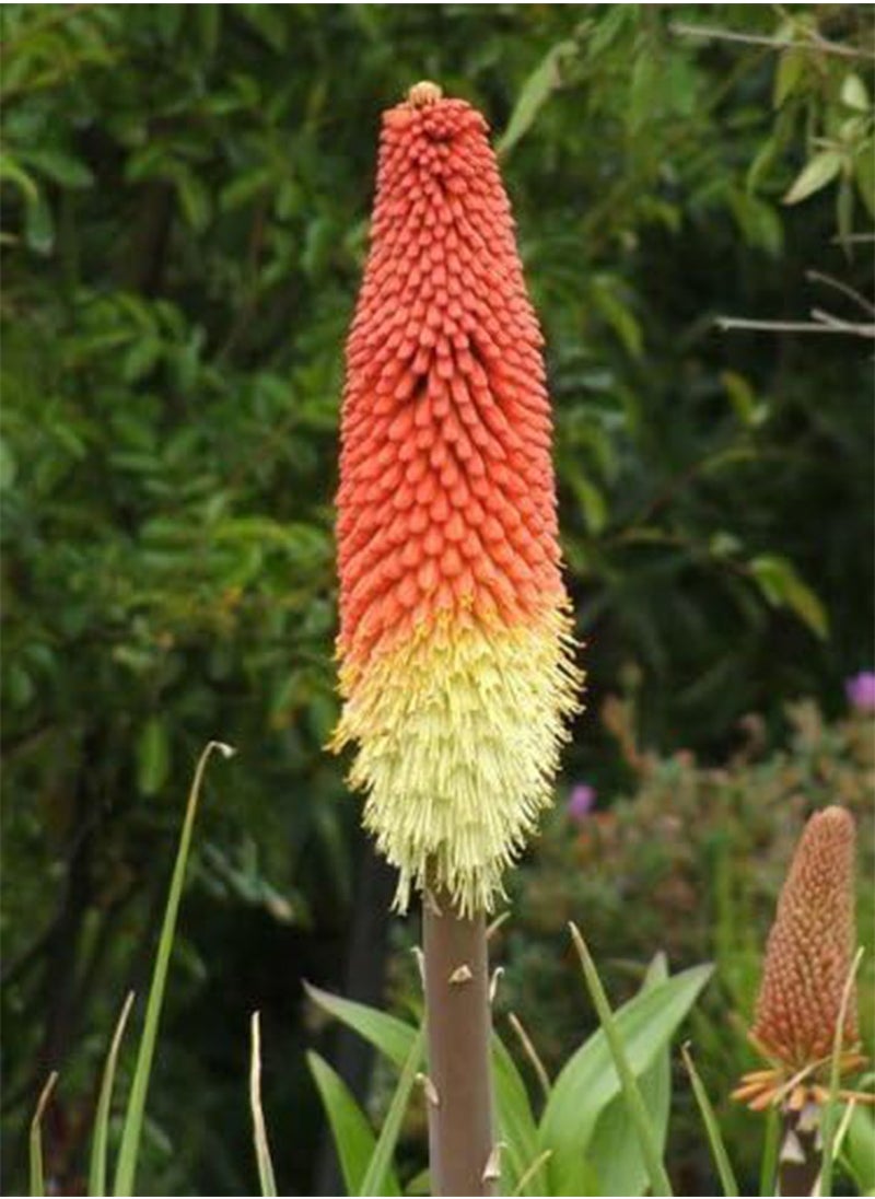 GGOOT 50 TORCH LILY Red Hot Poker / Tritoma / Kniphofia Uvaria Flower Seeds by 