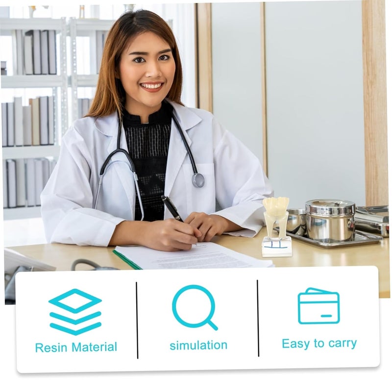 PartyKindom Dental Teeth Model For Teaching Anatomy Oral Care Patient Education - Image 4