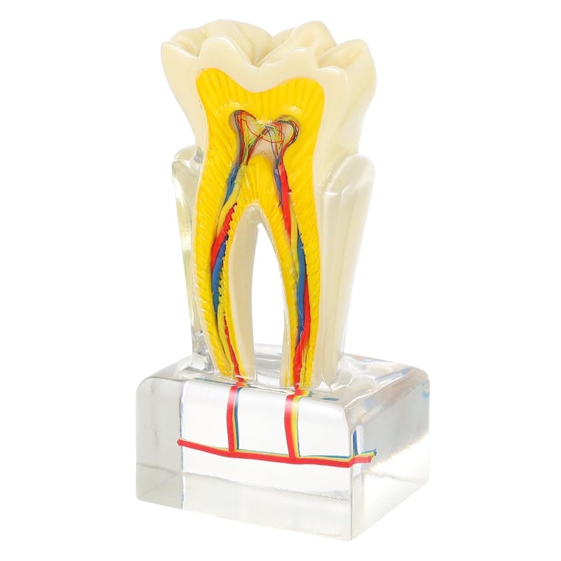 PartyKindom Dental Teeth Model For Teaching Anatomy Oral Care Patient Education - Image 2